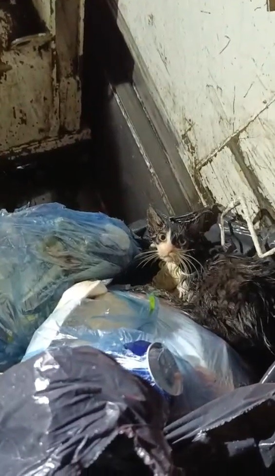 Kediyi Cope Attilar (3)