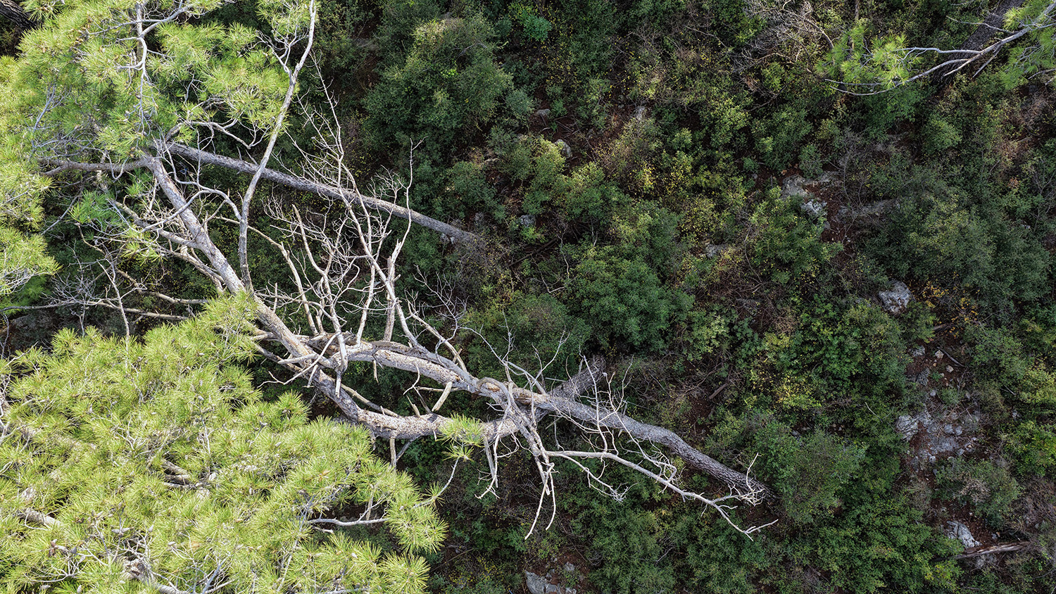 Kuruyan, Risk Oluşturan Ve Devrilen Ağaçlar Tespit Ediliyor (1)