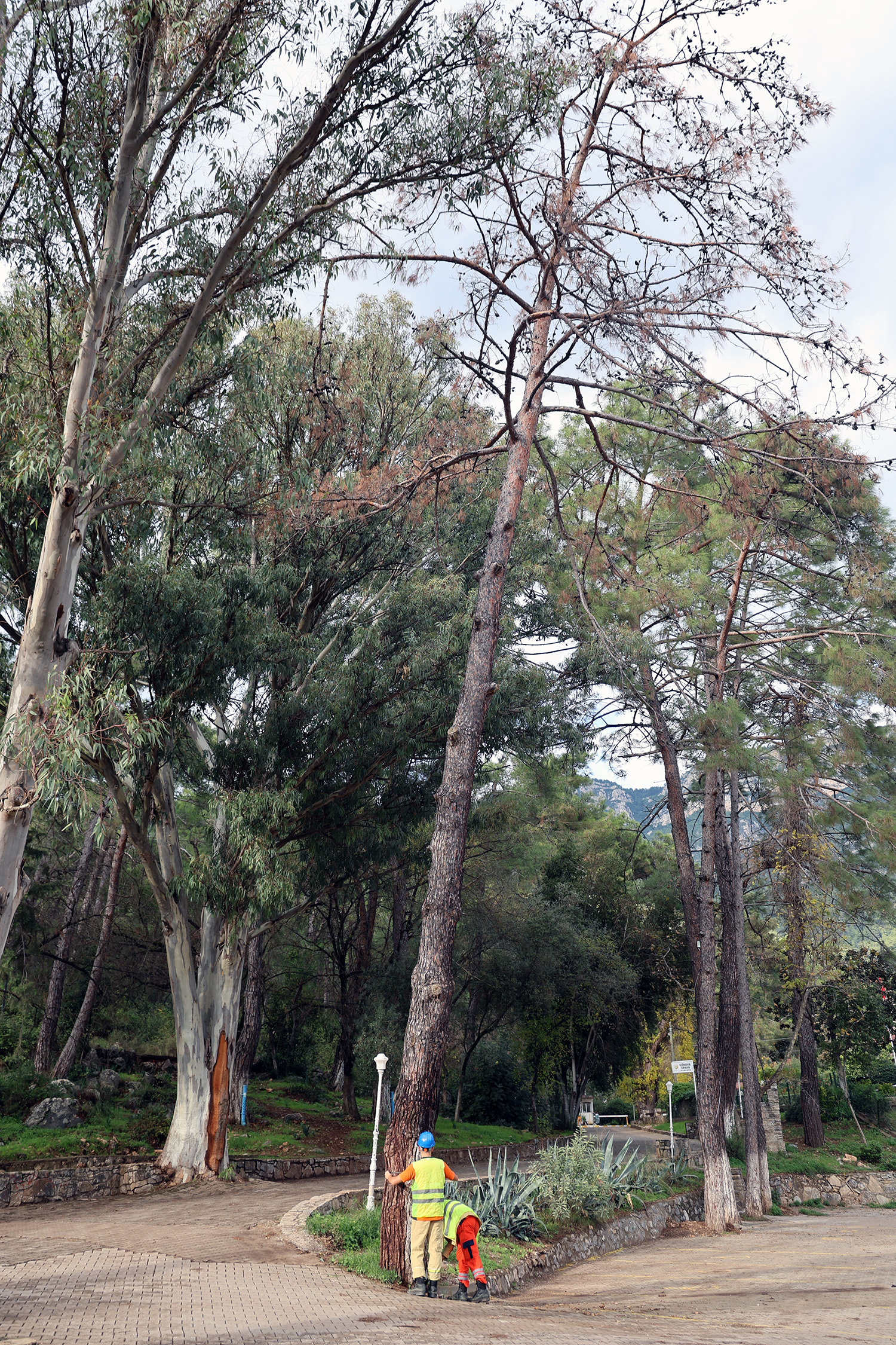 Kuruyan, Risk Oluşturan Ve Devrilen Ağaçlar Tespit Ediliyor (3)