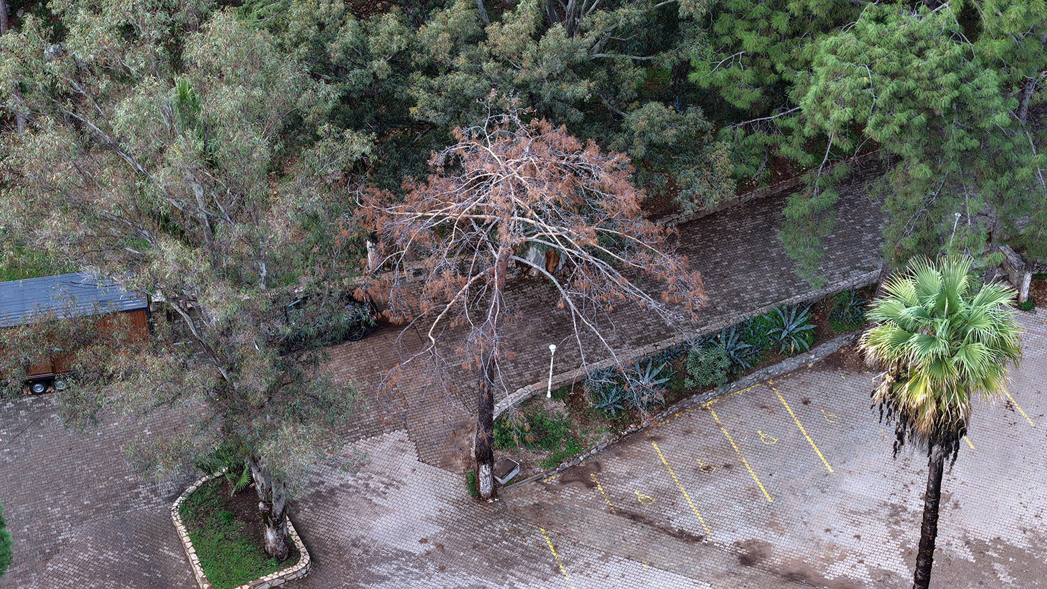 Kuruyan, Risk Oluşturan Ve Devrilen Ağaçlar Tespit Ediliyor (6)