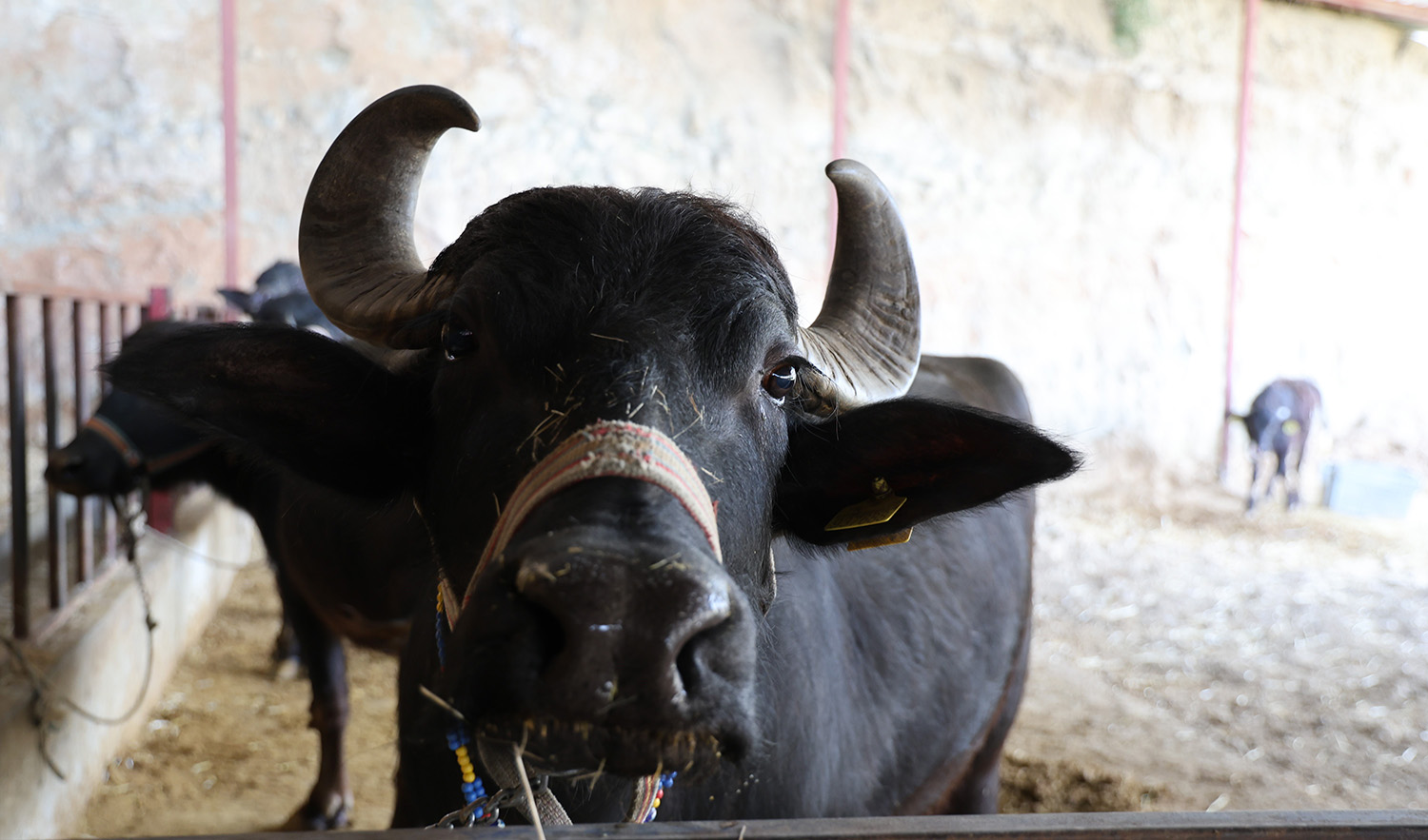 Mandadan Gelen Altın Lezzet (2)
