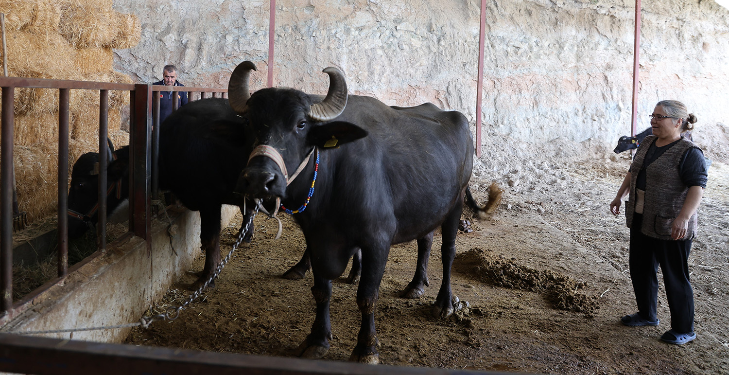 Mandadan Gelen Altın Lezzet (4)