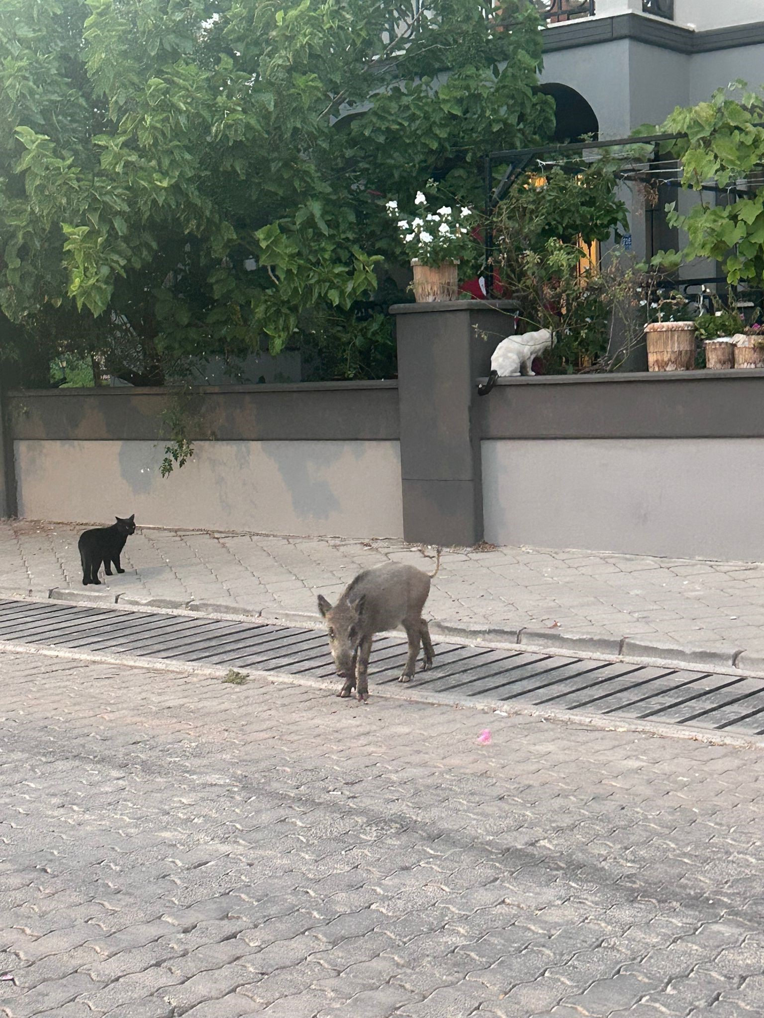Marmaris'te Domuzlar Mezarlıklara Dadandı (2)