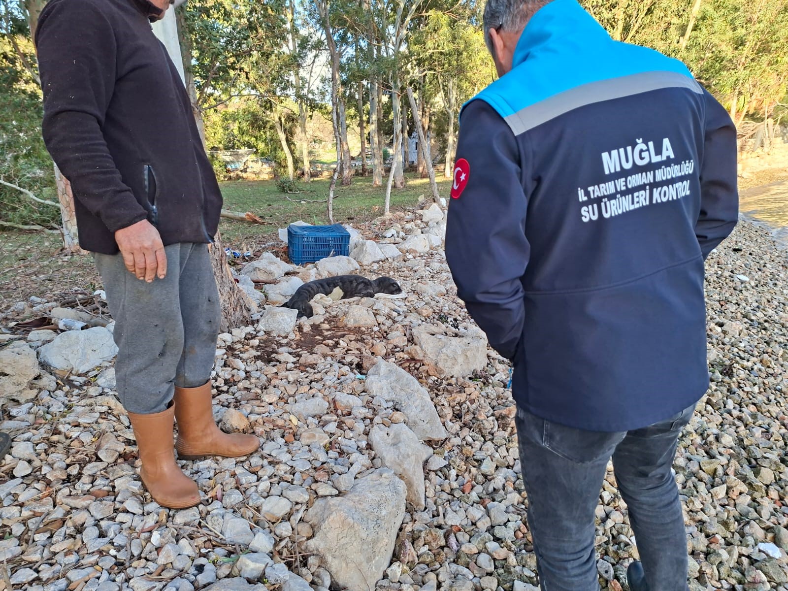 Marmariste Yavru Fok Koruma Altina Alindi (2)