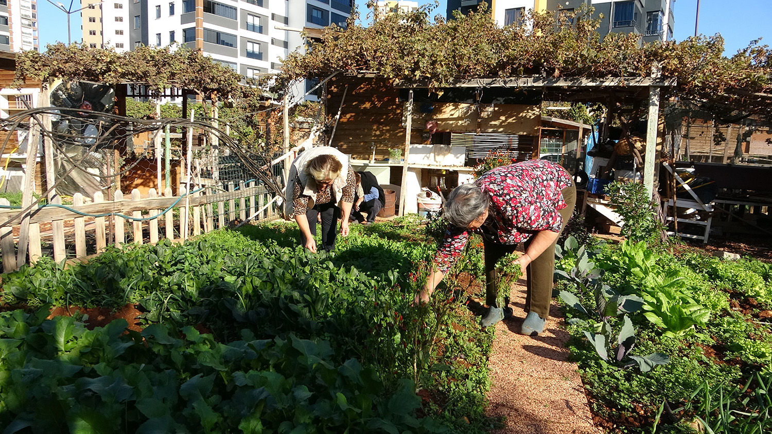 Mersin'de Belediye, Kronik Hastaların Hobi Bahçesini Yıkacak Iddiası (3)