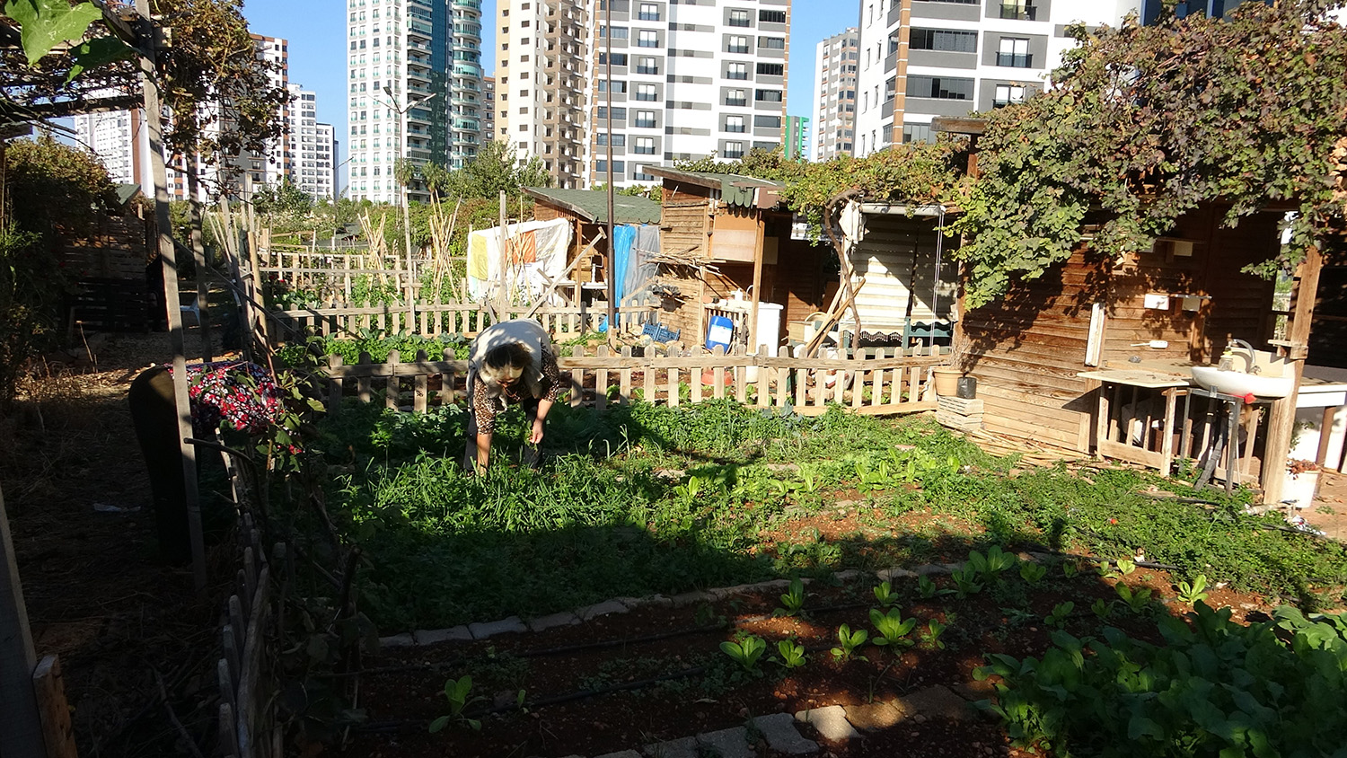 Mersin'de Belediye, Kronik Hastaların Hobi Bahçesini Yıkacak Iddiası (5)