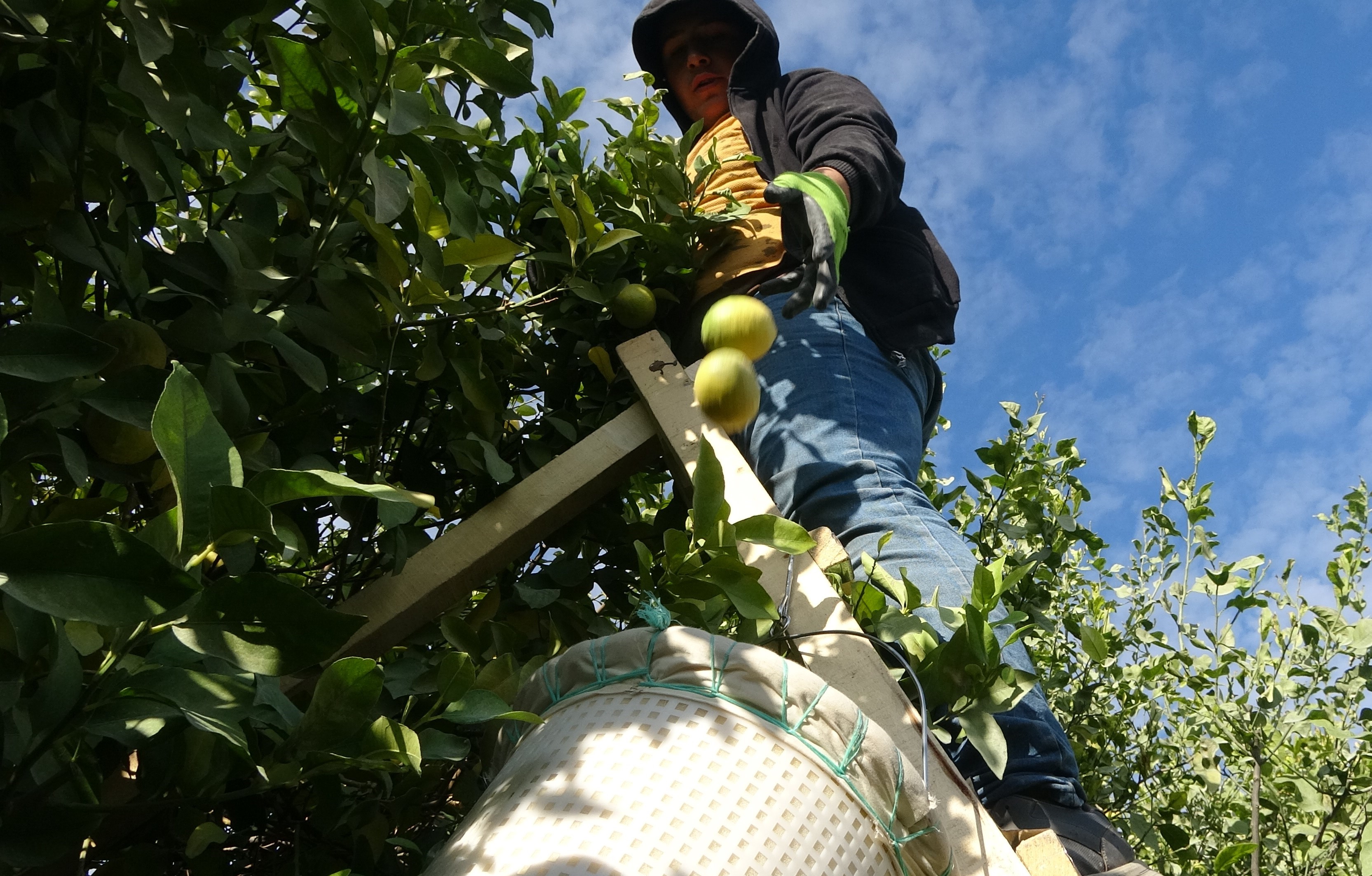 Mersinlilerin Ekmekleri Limondan (5)