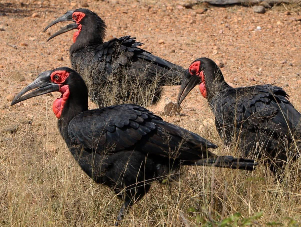 O B J E K T I F E Y A N S I Y A N V A H S I Y A S A M 1054721 312987