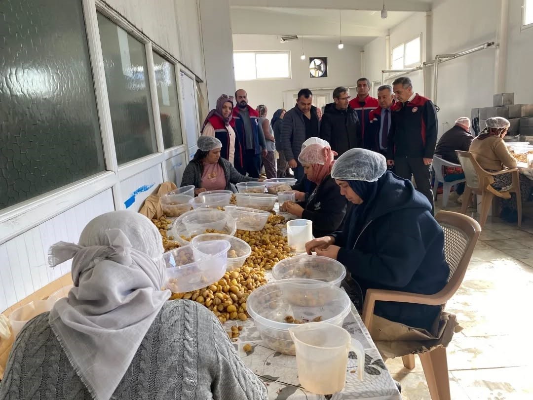 Türkiye'nin Yüzde 33'Ünü Karşılayan Aydın Kestanesi, Ihracata Hazırlanıyor (1)