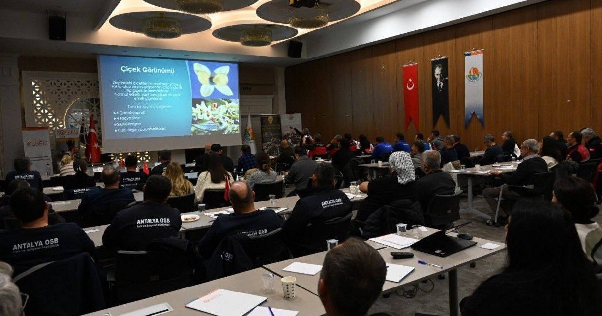 Zeytin Ağacı Budamanın Püf Noktaları (2)