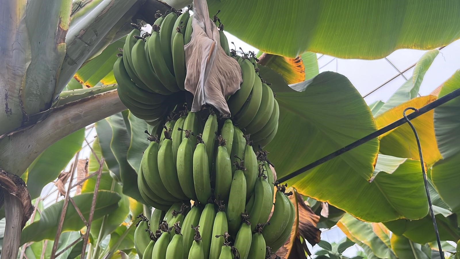 Alanya, Türkiye'nin Muz Ihtiyacının Yüzde 40'Inı Karşılıyor (5)