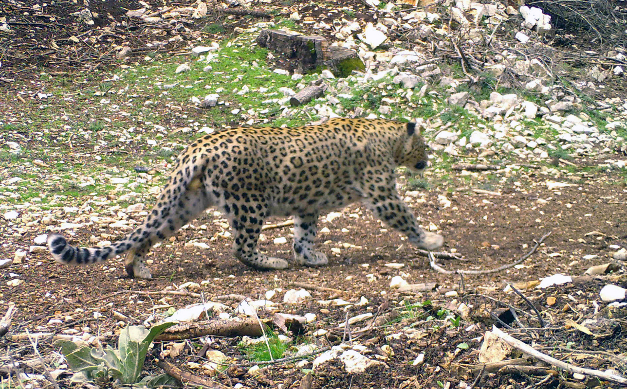 Anadolu Parsına Dokunan Yandı! Avlanmaya Rekor Ceza (4)