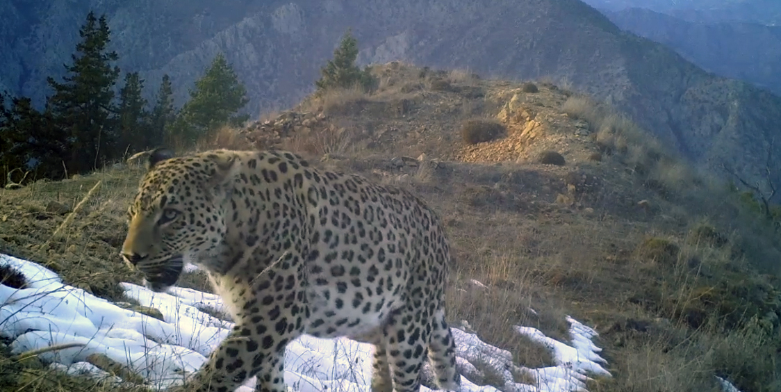 Anadolu Parsına Dokunan Yandı! Avlanmaya Rekor Ceza (5)