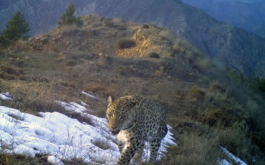 Anadolu Parsına Dokunan Yandı! Avlanmaya Rekor Ceza (6)