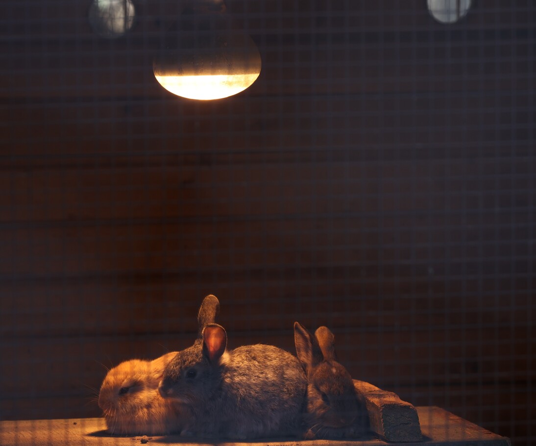 Antalya Büyükşehir Belediyesi’nden Soğuk Günlerde Hayvanlara Sıcak Dokunuş (3)-1