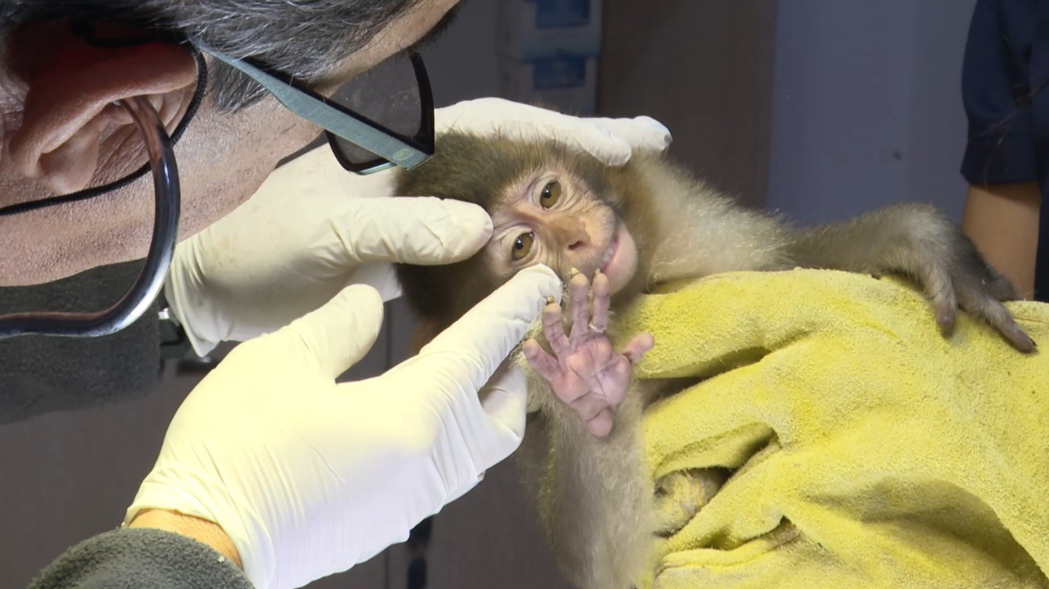 Antalya ‘Fıstık’a Hayat Oldu (2)