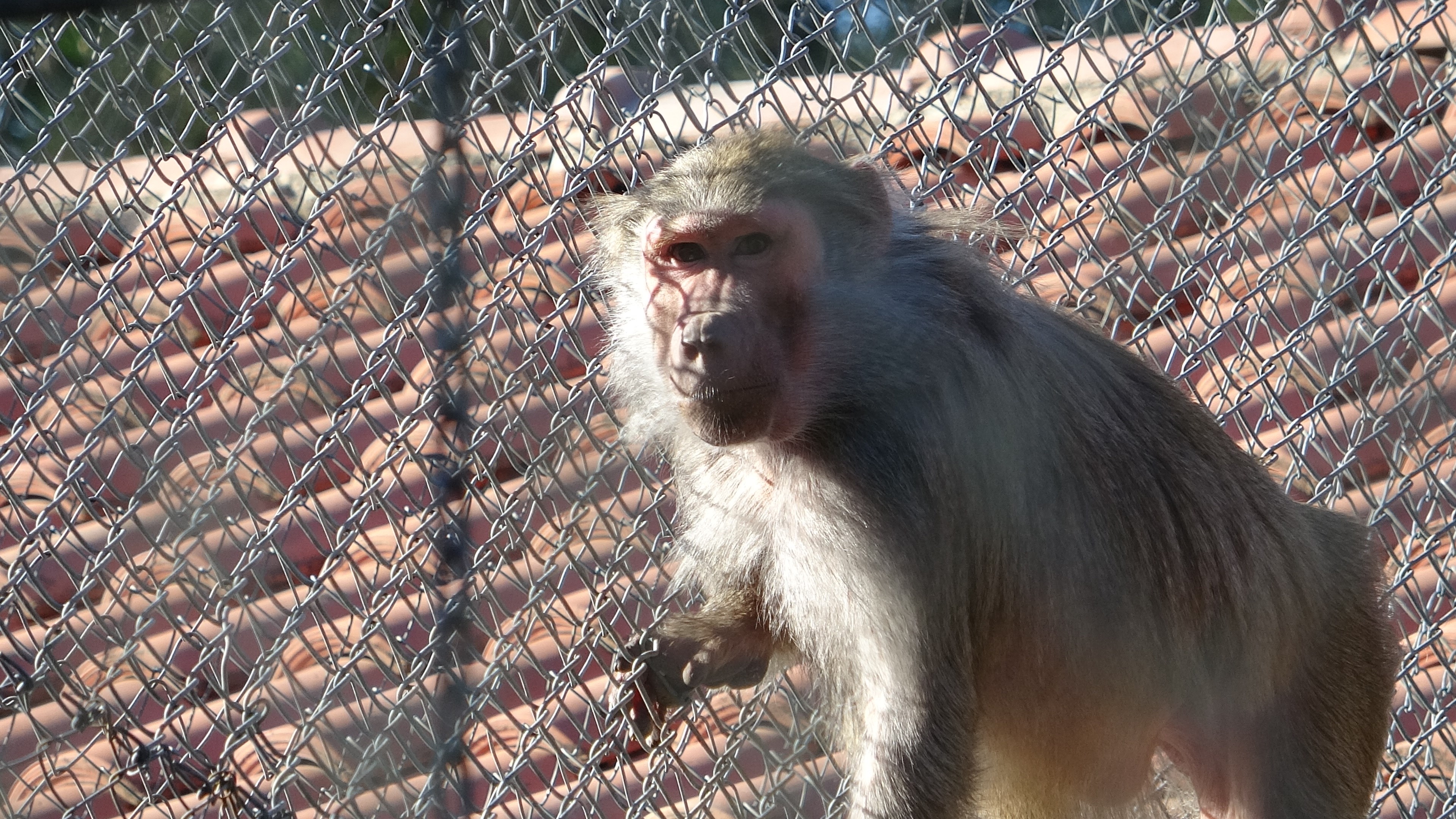 Antalya ‘Fıstık’a Hayat Oldu (3)