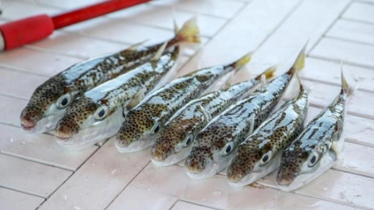 Antalya Sahilinde Alarm (1)-1