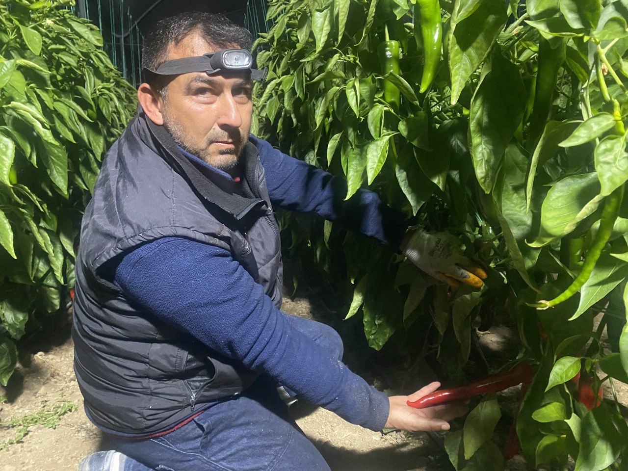 Antalya’da Don Mesaisi Başladı! Üretici Ailece Serada Sabahlıyor (2)