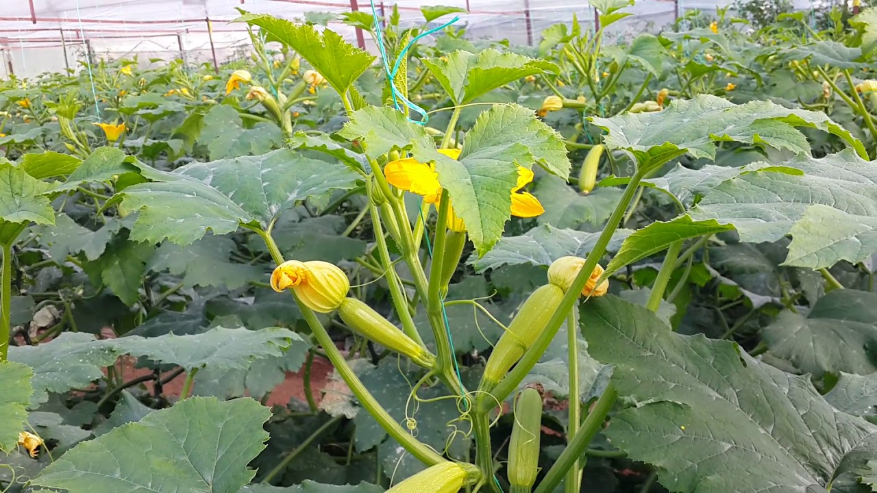 Antalya’da Hasat Nöbeti… Kabaklar Seradan Çalındı! (1)-1