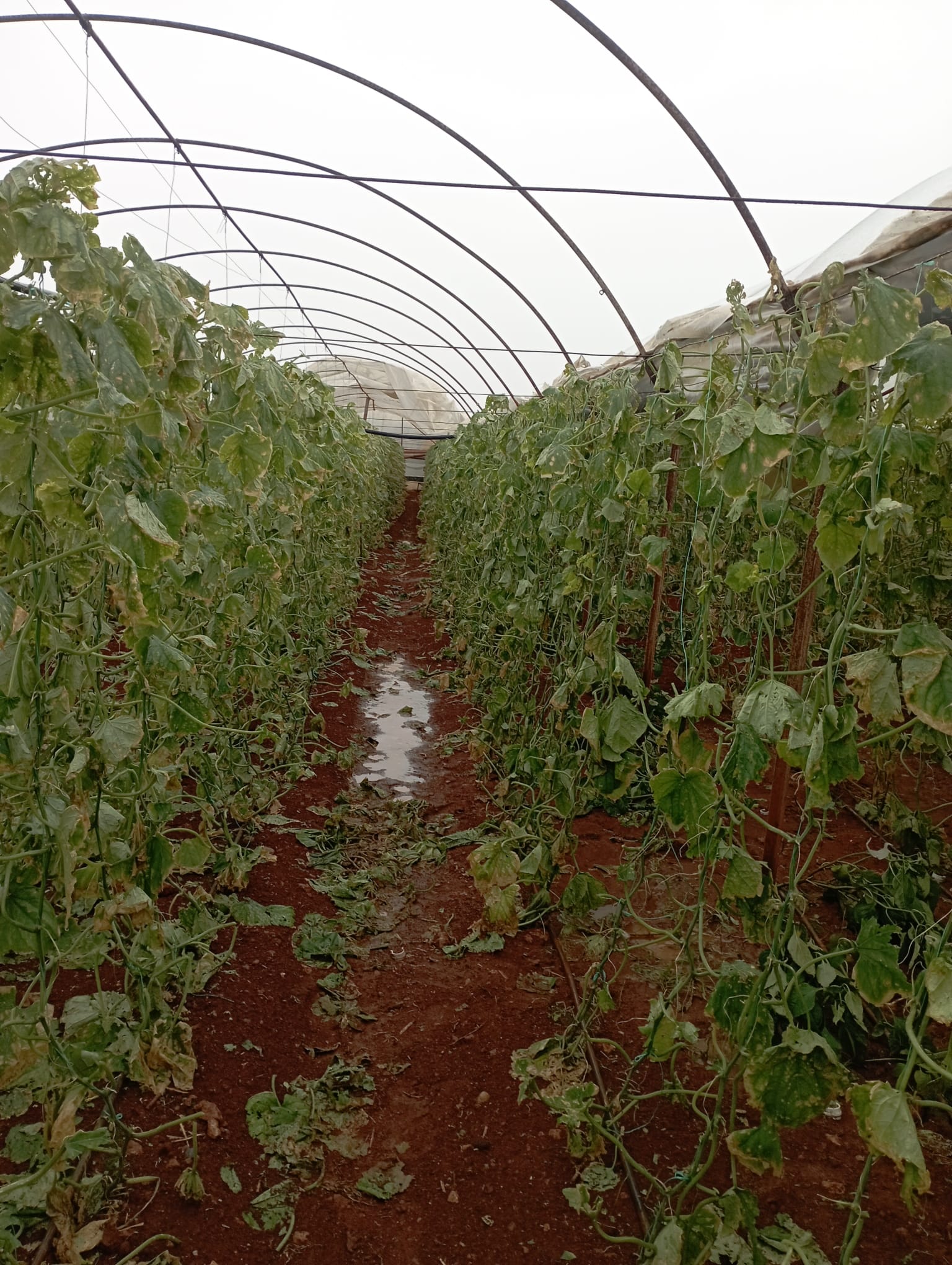 Antalya'da Hortum Ve Sel Dehşeti (1)