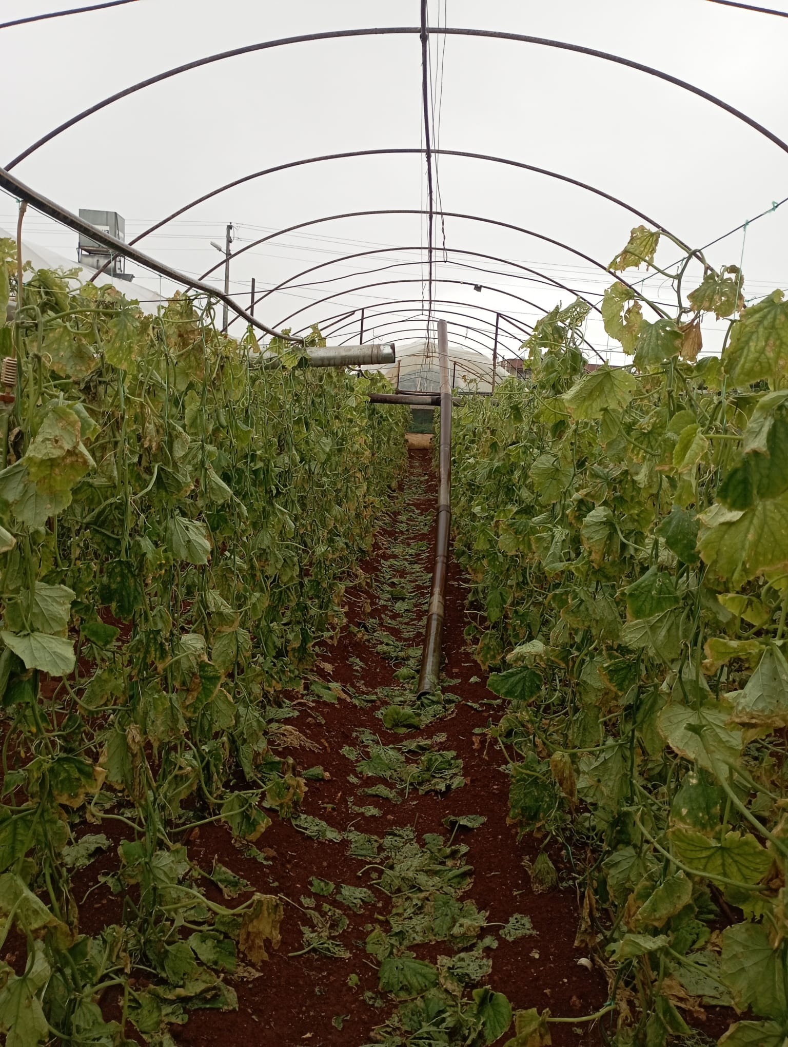 Antalya'da Hortum Ve Sel Dehşeti (5)