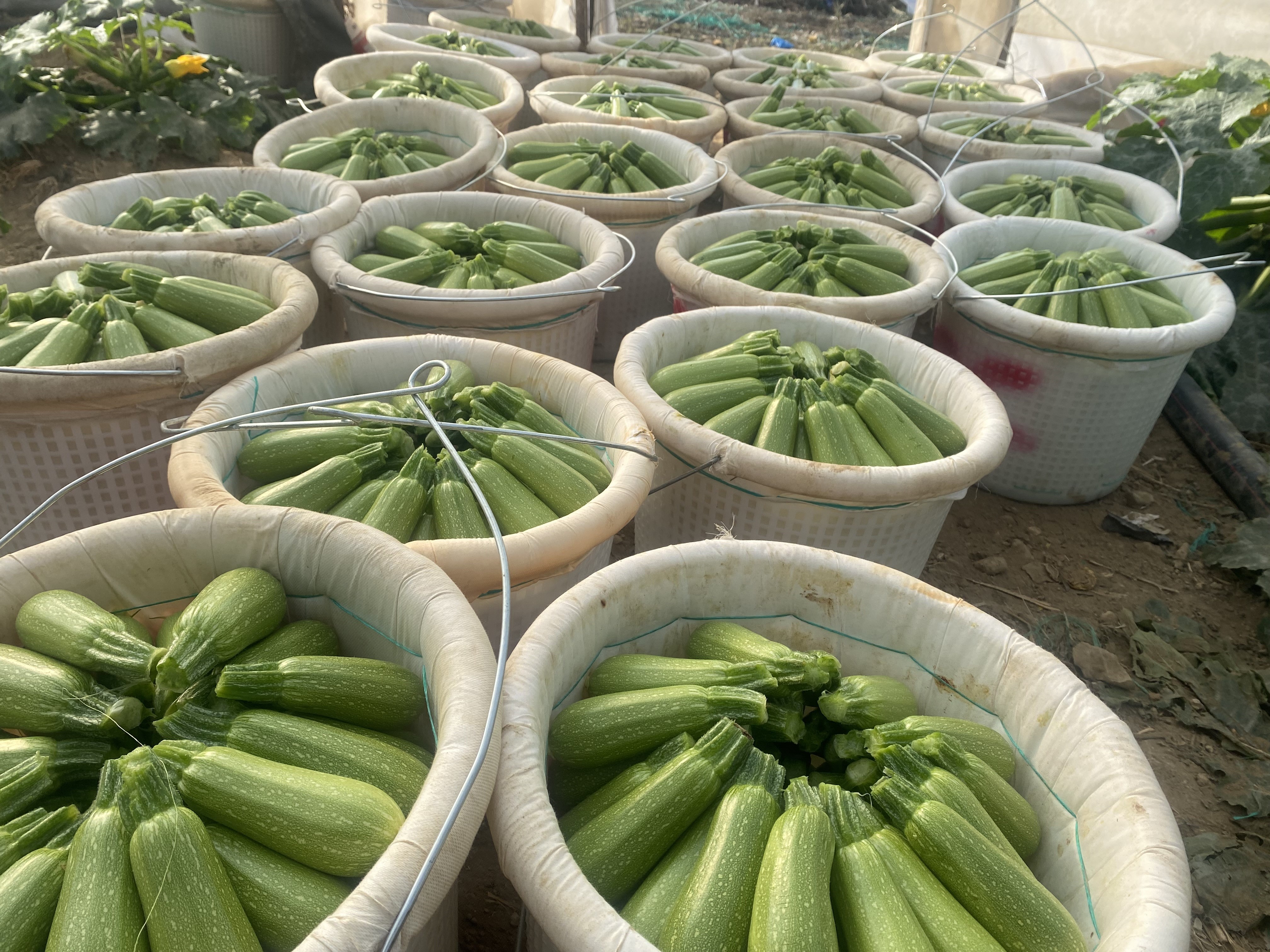 Antalya’da Meyvede Fiyat Arttı, Sebzede Geriledi (4)