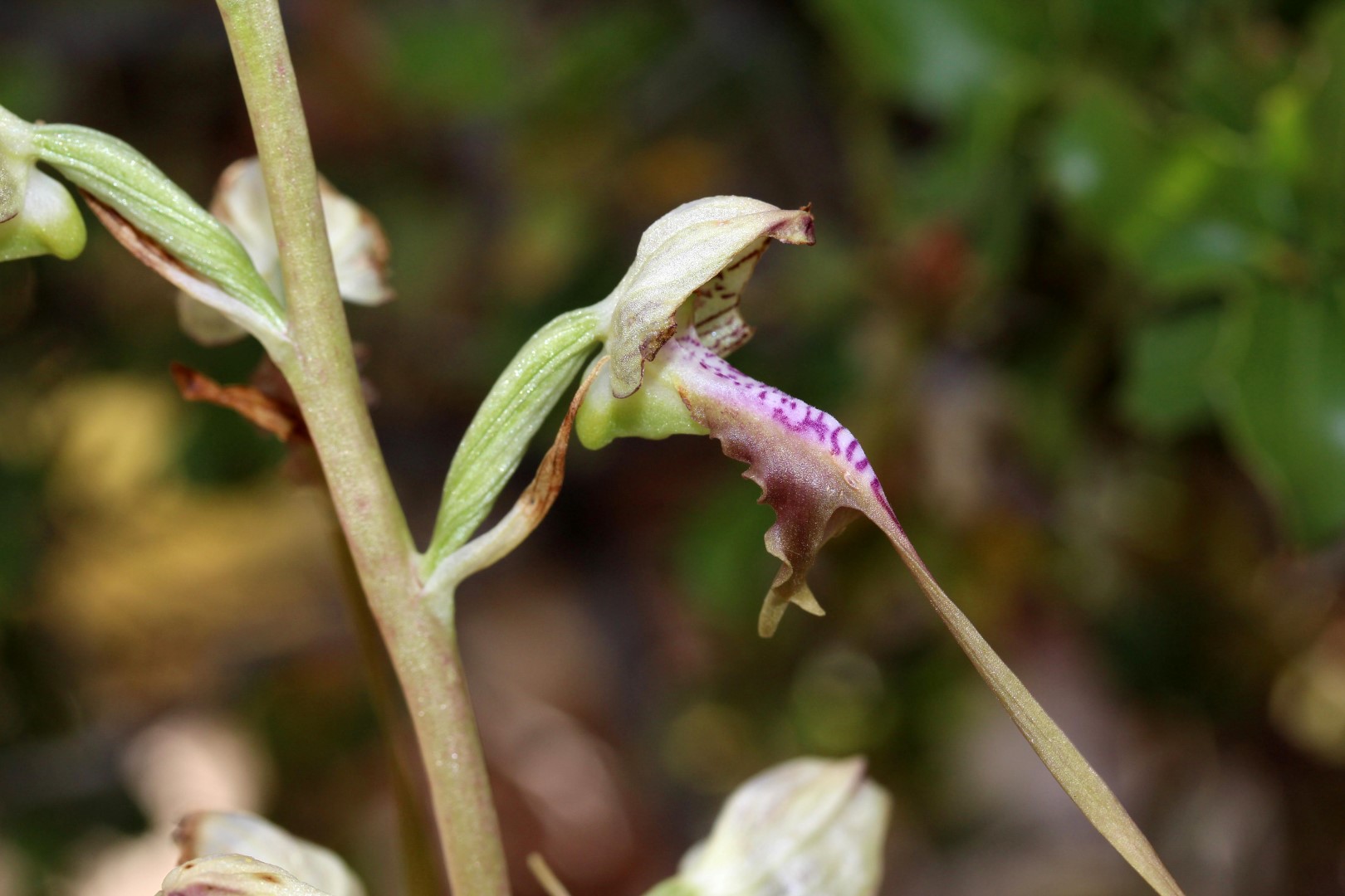 Antalya’daki Bu Bitkiyi Koparmanın Cezası 699 Bin 245 Tl (3)