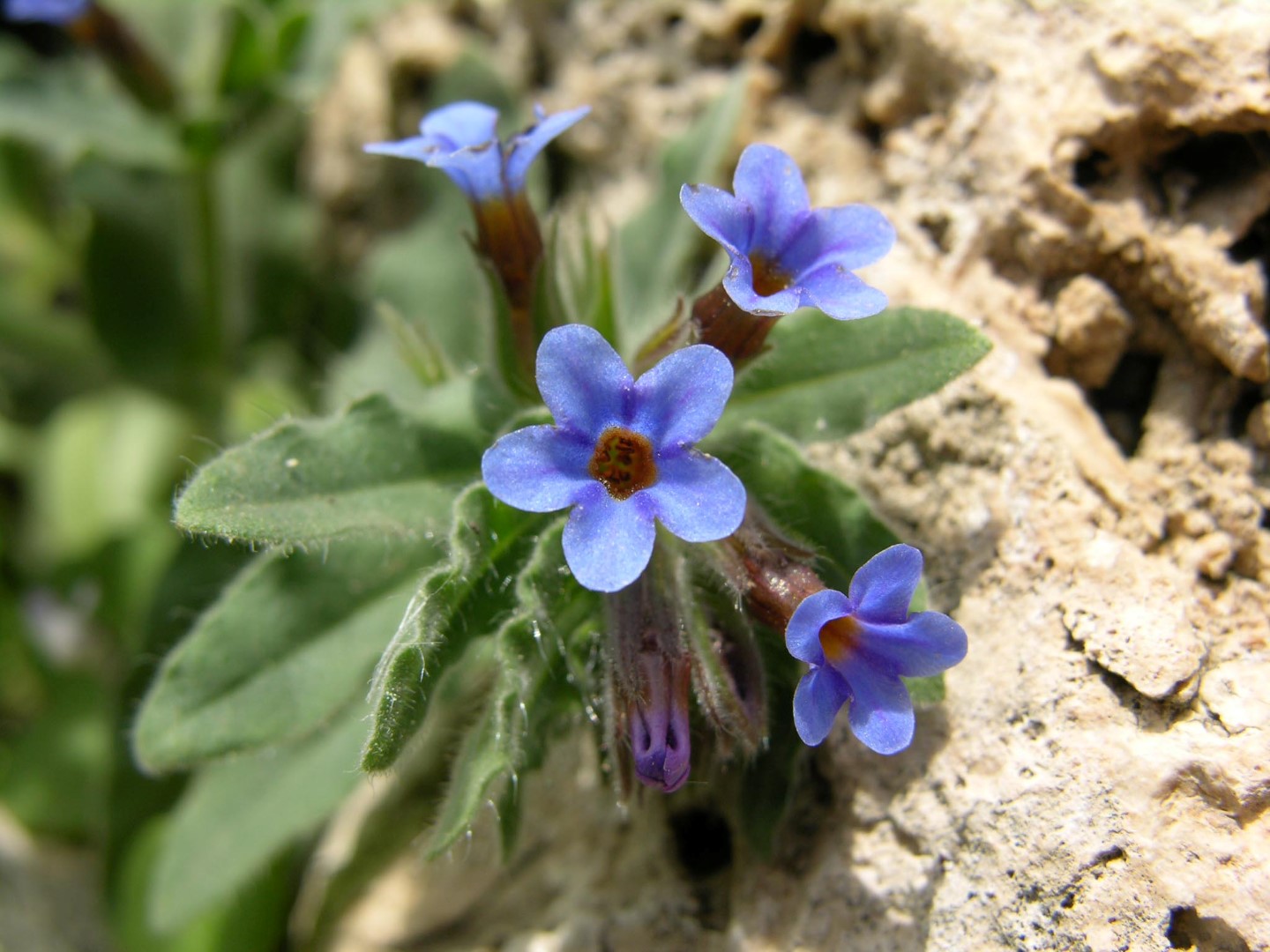 Antalya’daki Bu Bitkiyi Koparmanın Cezası 699 Bin 245 Tl (4)