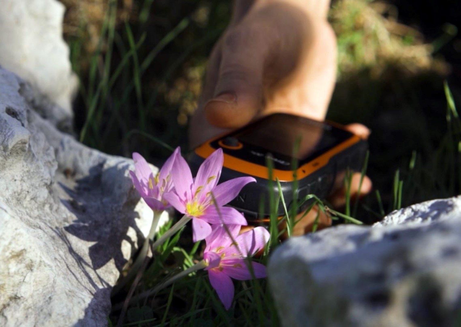 Antalya’daki Bu Bitkiyi Koparmanın Cezası 699 Bin 245 Tl (5)