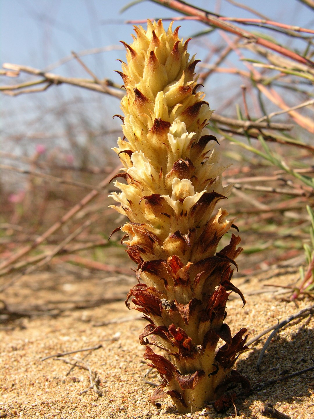 Antalya’daki Bu Bitkiyi Koparmanın Cezası 699 Bin 245 Tl (6)