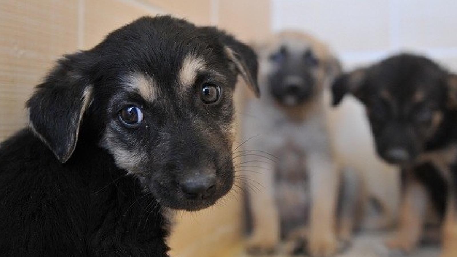Antalya’daki Hayvan Iddiasına Yanıt Geldi (4)