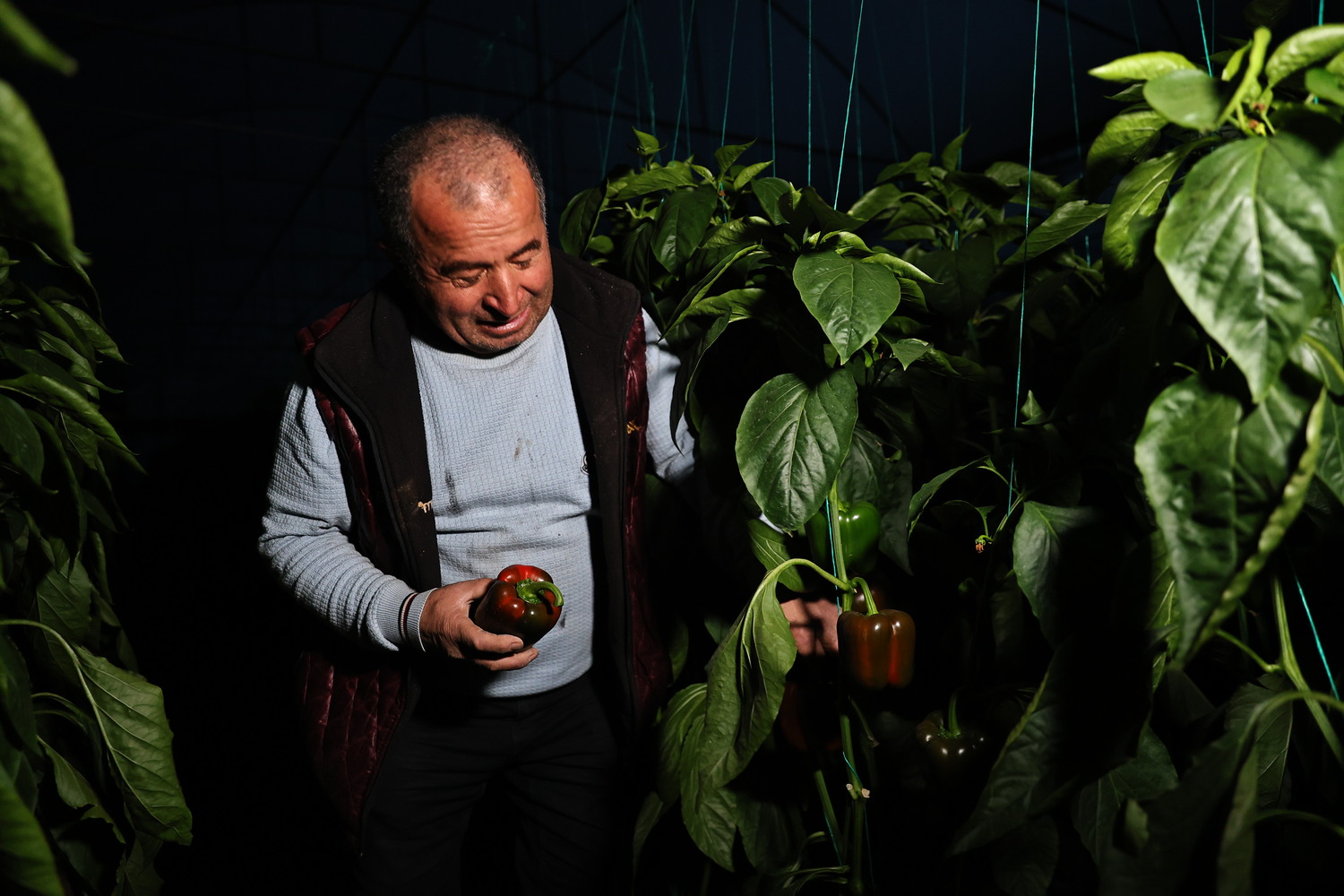 Antalya’daki Proje Üreticinin Don Sorununu Bitirdi (3)