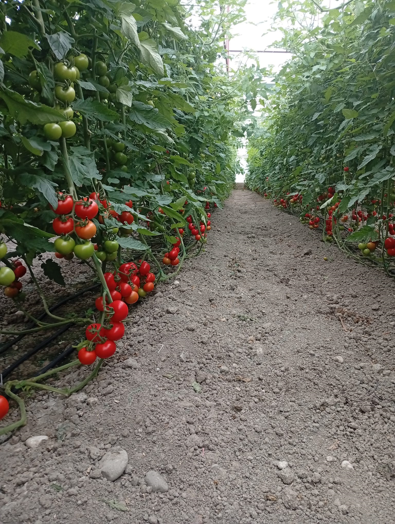 Antalya’daki Yıkımlar Ertelendi (3)