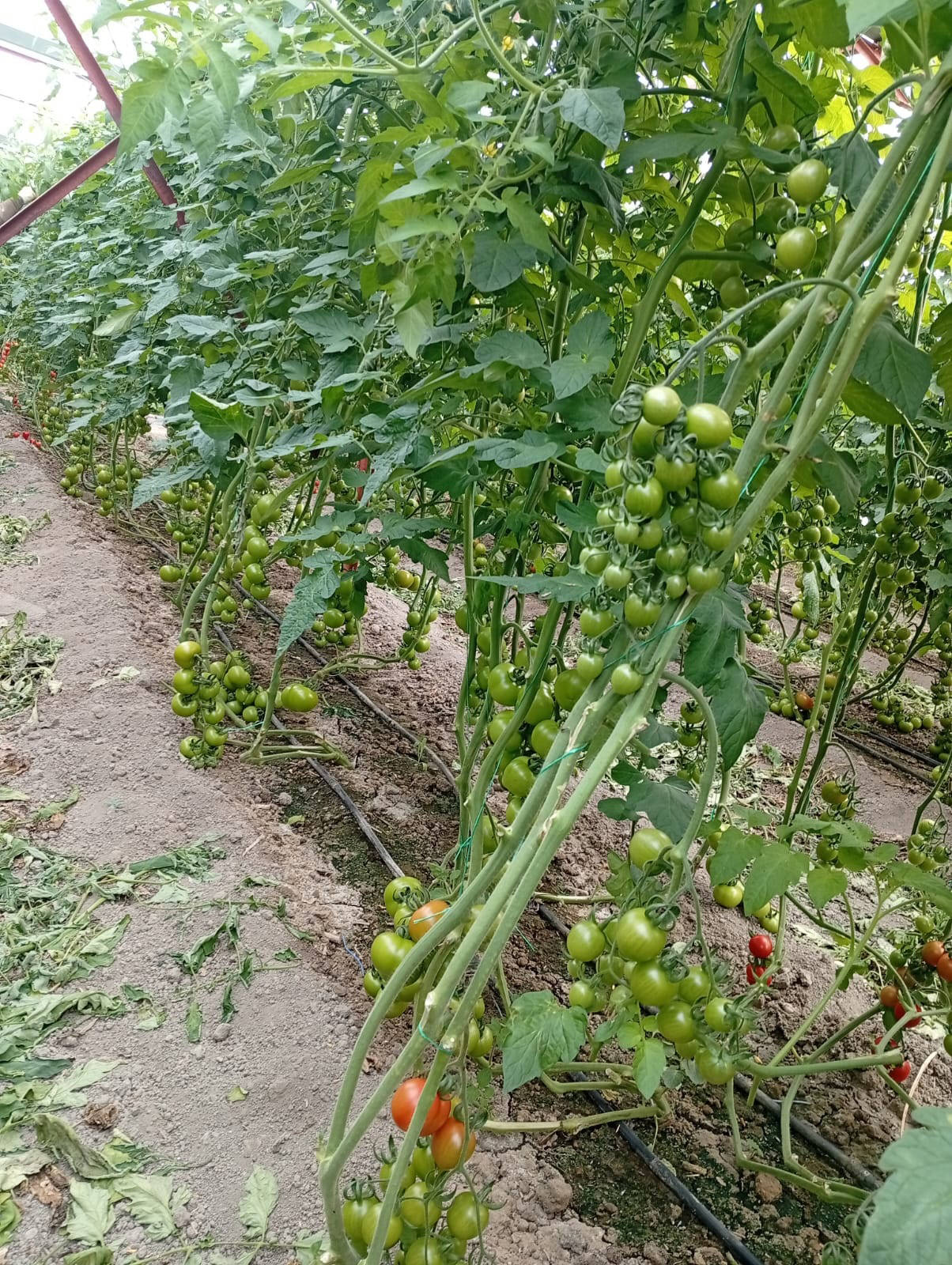 Antalya’daki Yıkımlar Ertelendi (4)