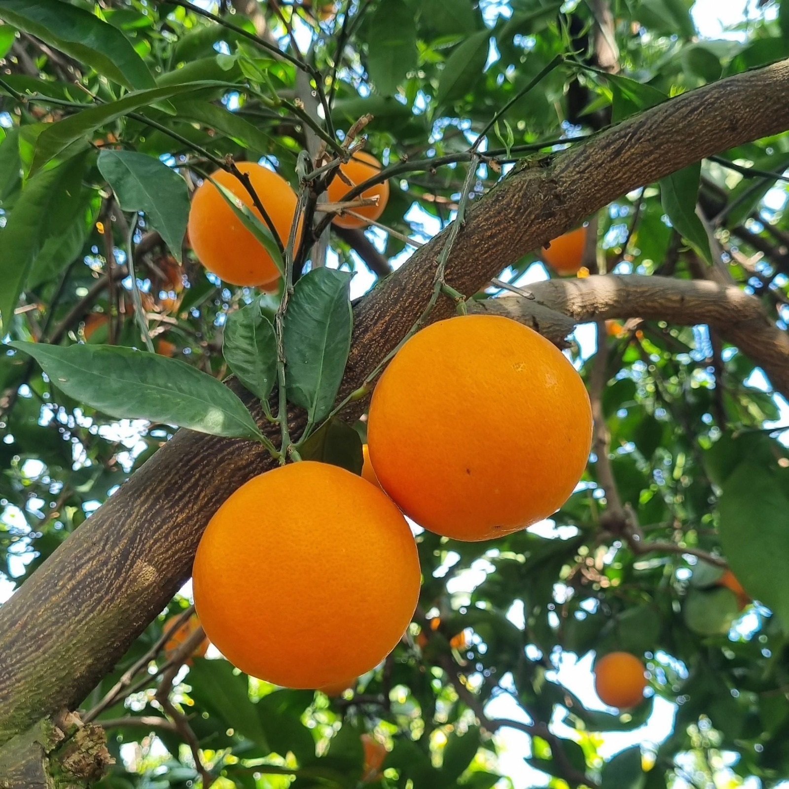 Antalya’nın Tescilli Ürününde Hasat Zamanı (5)