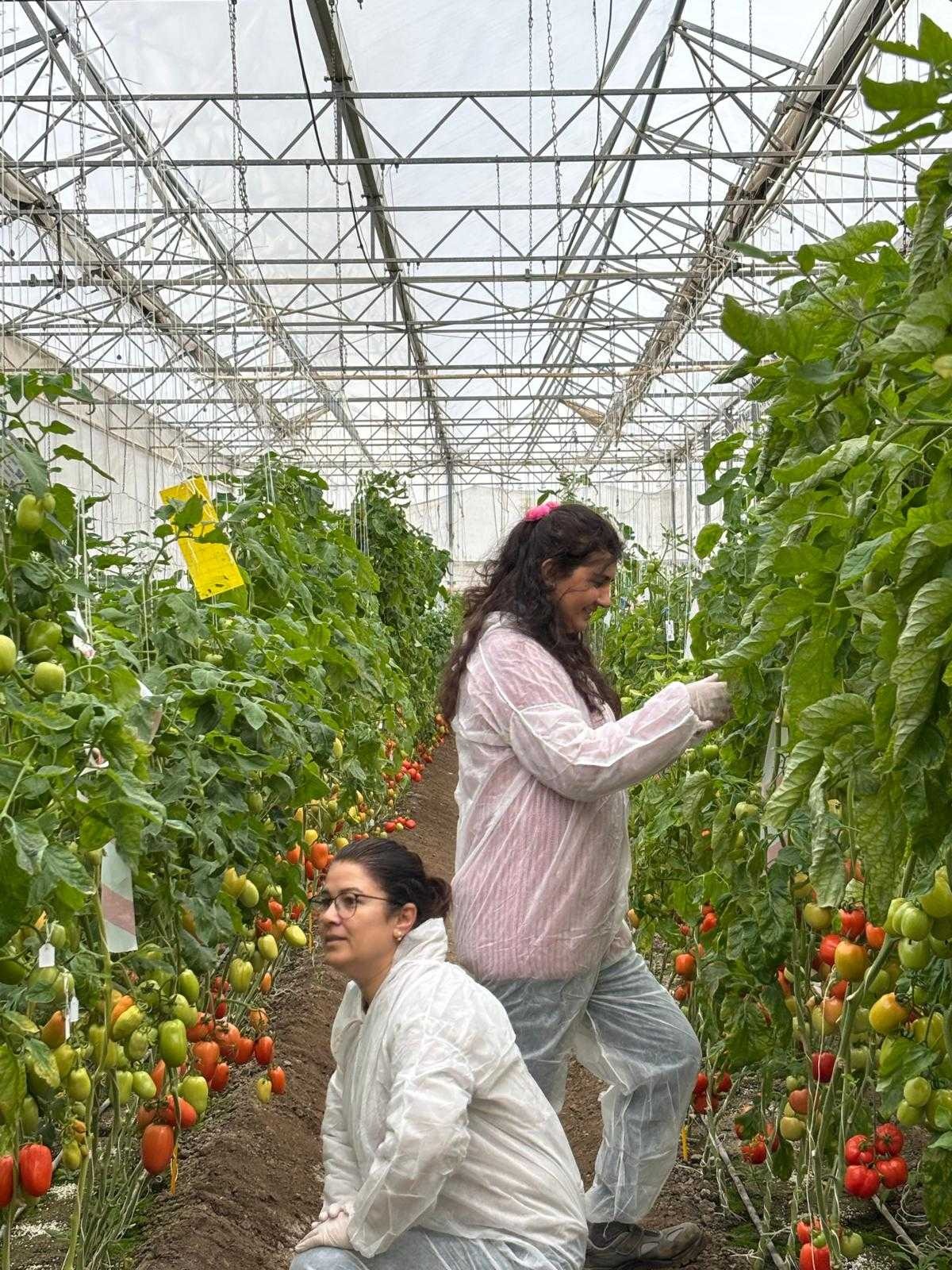 Antalya'nın Tohum Üretiminde Yüksek Standart (3)