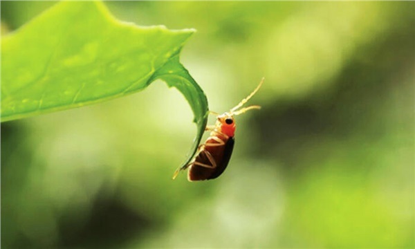 Antalya’ya Nefes Aldıran Çalışma (2)