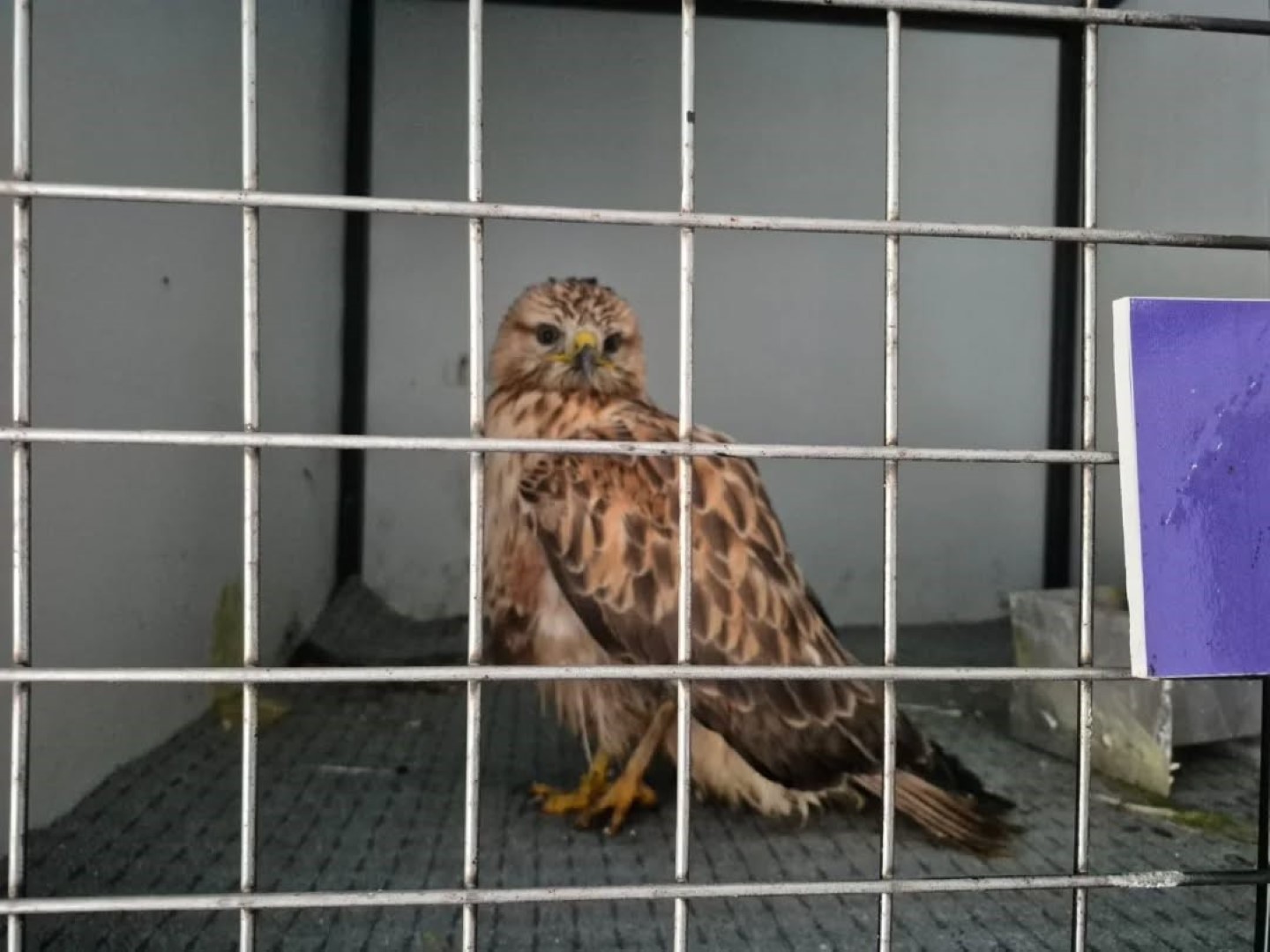 Belediyenin Projesi Yaban Hayvanlarına Umut Oldu (1)