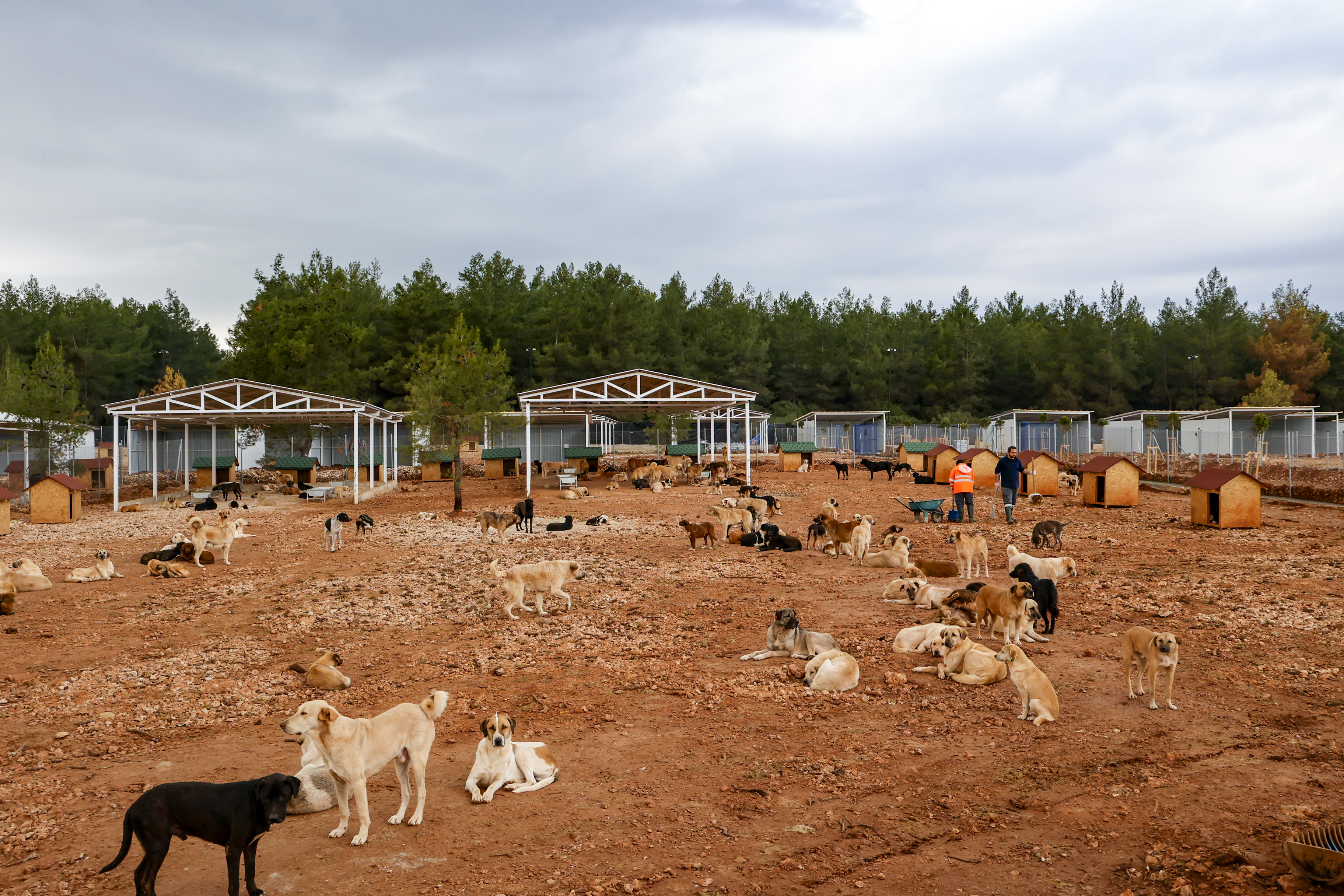 Büyükşehir’den Sokak Köpeklerine Özel Yaşam Alanı (5)