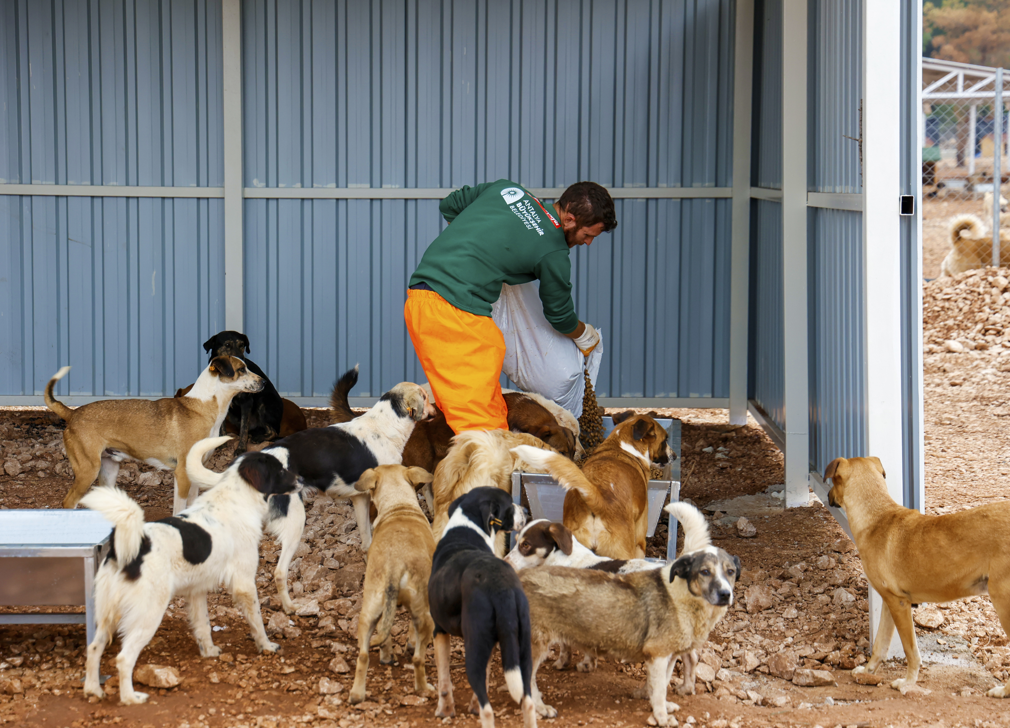 Büyükşehir’den Sokak Köpeklerine Özel Yaşam Alanı (6)