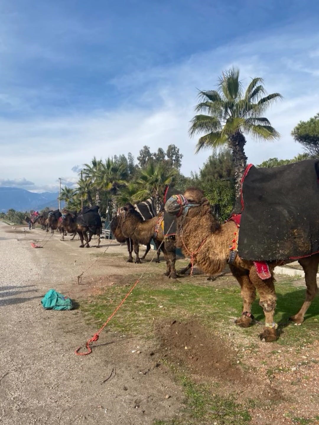 Hastalık Güreşlere Darbe Vurdu! Deve Güreşleri Yapılacak Mı (1)