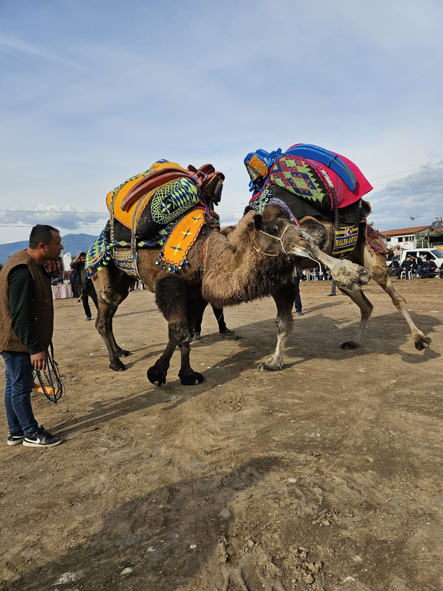 Hastalık Güreşlere Darbe Vurdu! Deve Güreşleri Yapılacak Mı (5)