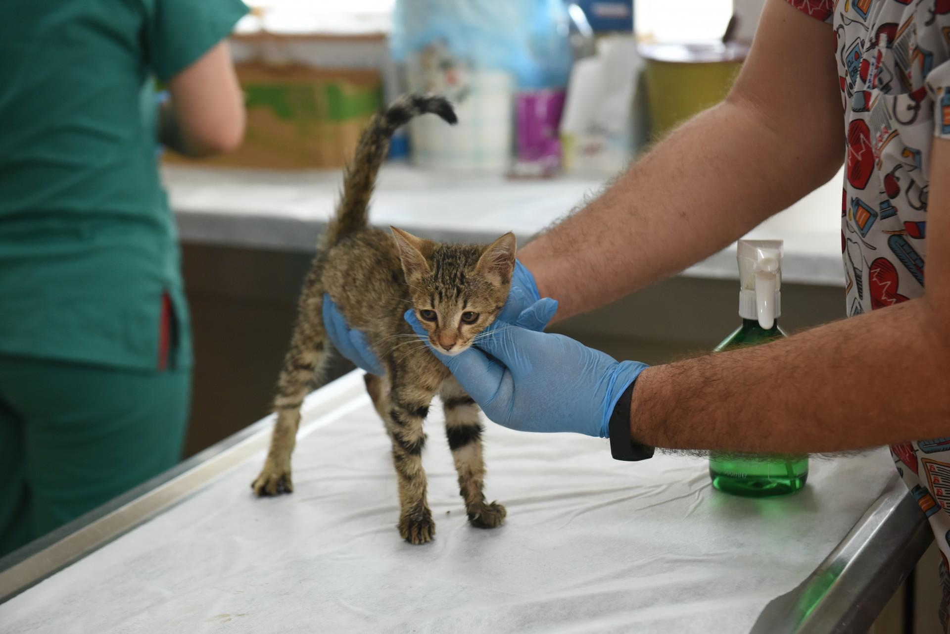 Kepez Belediyesi 2025’Te Binlerce Hayvanı Yuva Sahibi Yaptı (1)