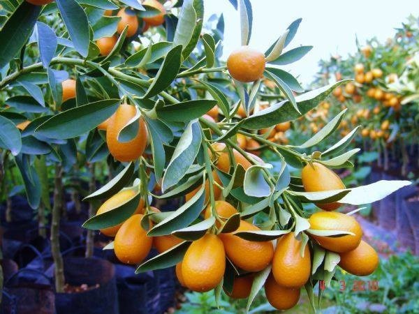 Şifa Deposu Meyve Üreticinin Yüzünü Güldürdü (1)