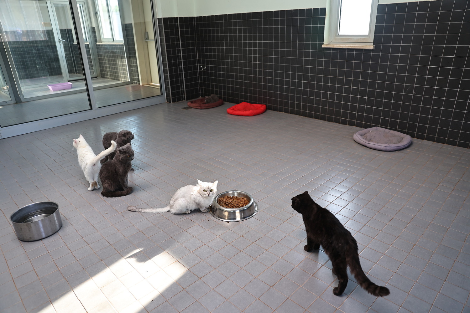 Sokak Hayvanları Antalya Büyükşehir Belediyesi’ne Emanet (3)