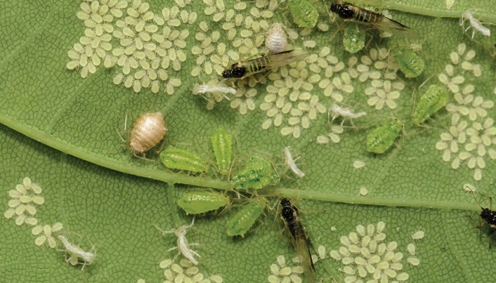 Türkiye’nin Tarımsal Başarısına Avrupa’dan Dolaylı Yaptırım Baskısı (3)