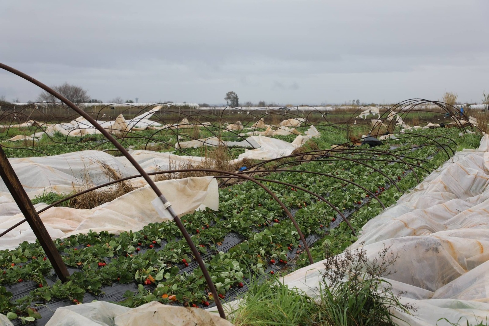 Yağışların Bedeli Sofralara Yansıyacak! Nisan Sonuna Kadar Fiyatlar Düşmeyecek (2)