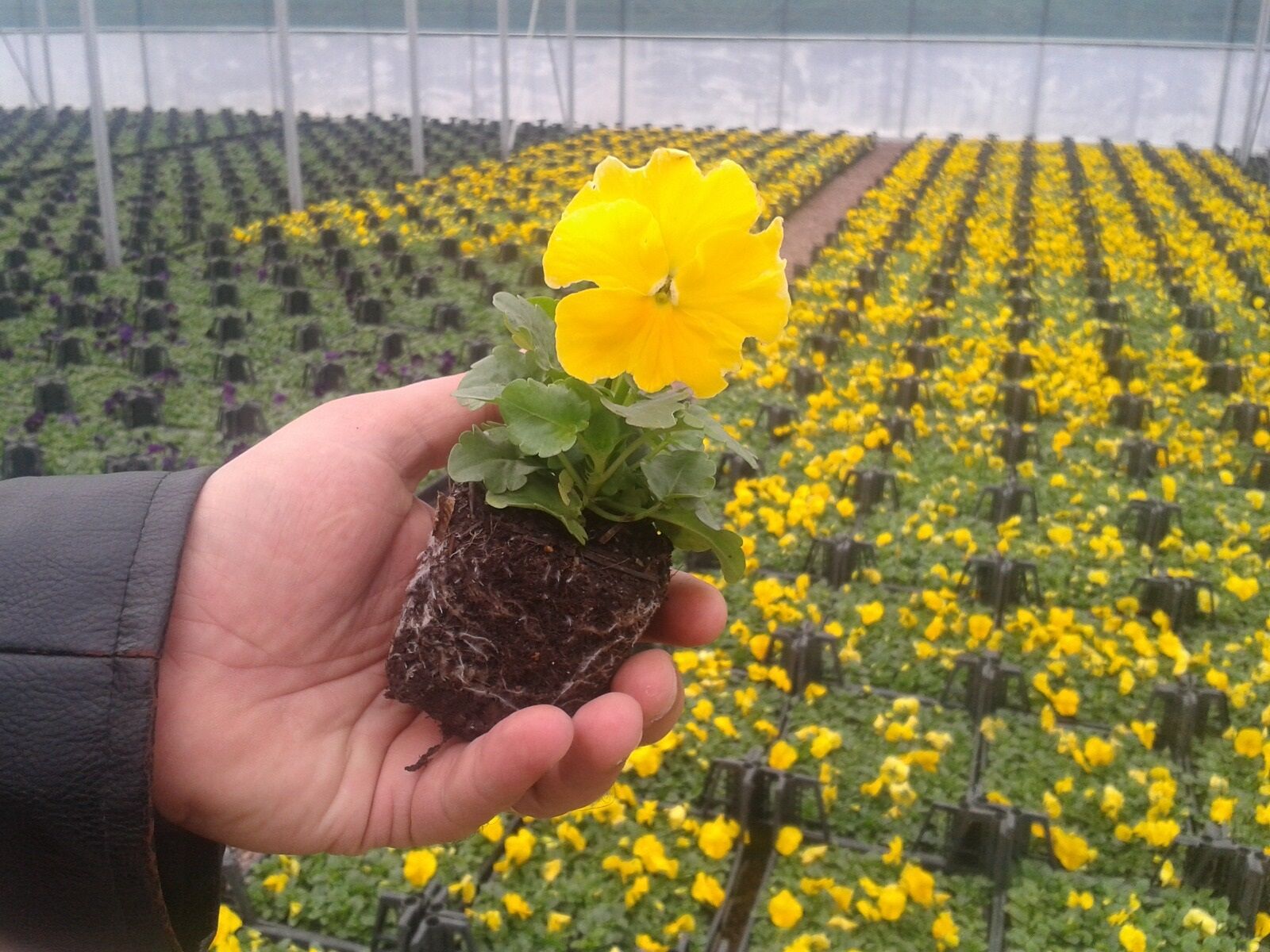 8 Mart Öncesi Çiçekçiler Ürün Yetiştiremiyor (1)