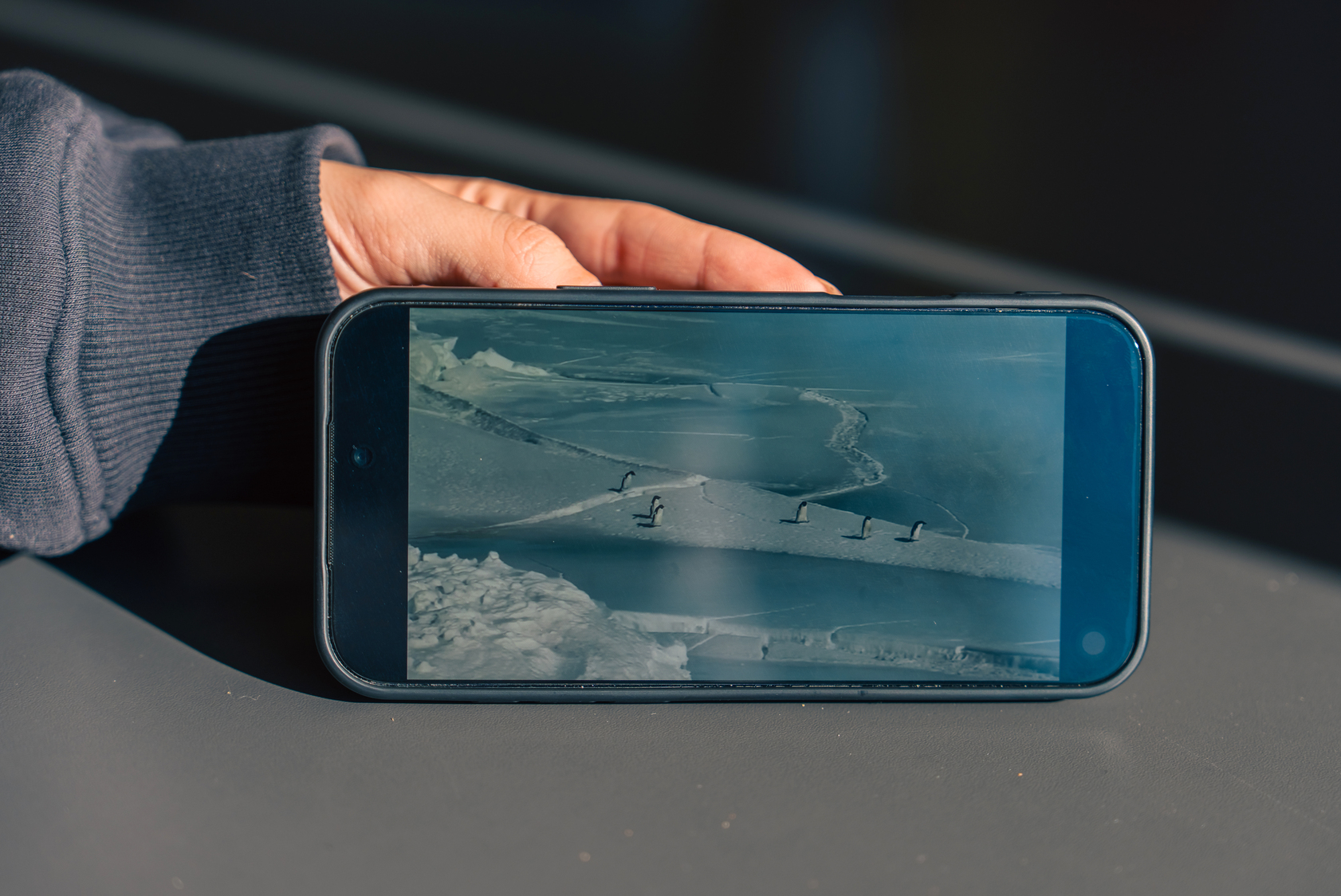 Akdeniz Üniversitesi’nden 'Nihilist Penguen’ Tespiti (4)